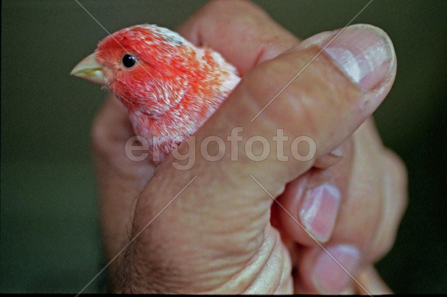 Птица в руках