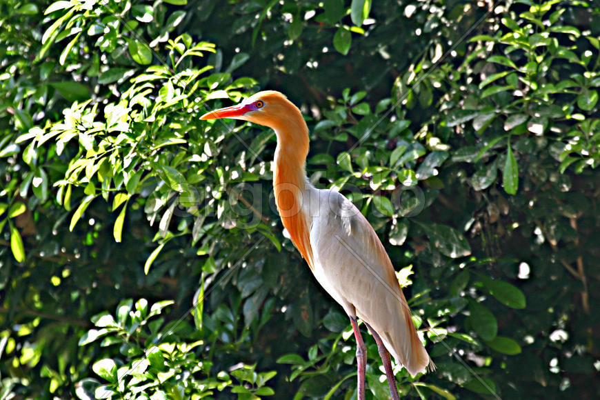 Бдительный взгляд птицы