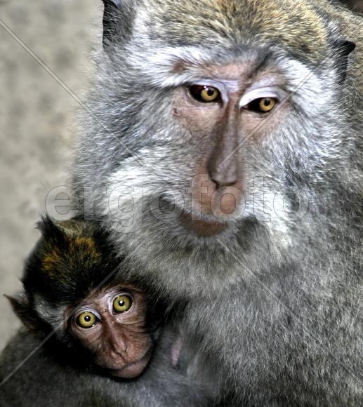 Обезьяны. Мама и ребенок