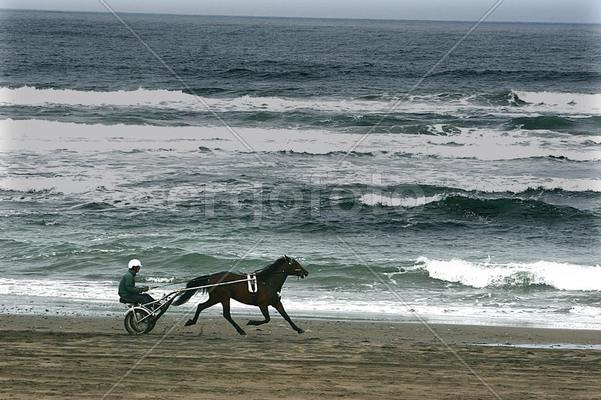 Езда на лошади