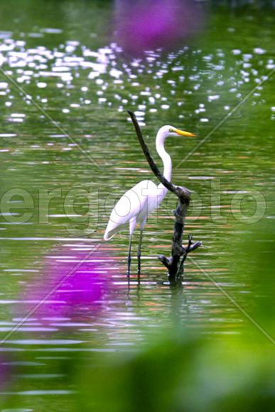 Птица  стоит в воде