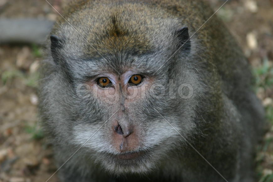 Взгляд обезьяны