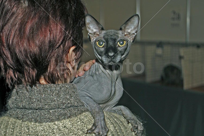 Пристальный взгляд Сфинкса