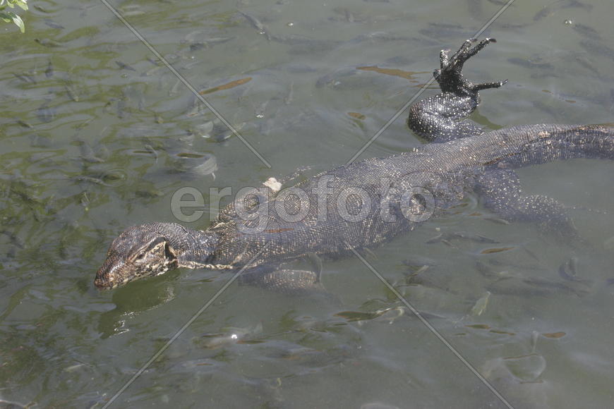 Плыву и радуюсь