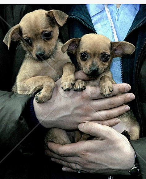 Две собачки на руках
