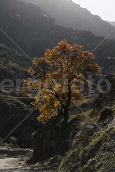 Одинокое дерево