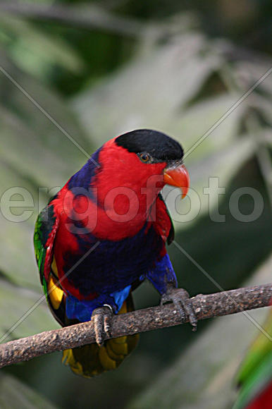 Птица сидит на ветке