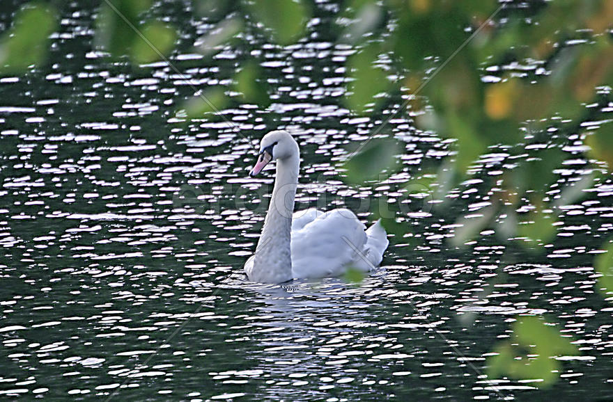 Лебедь плавает