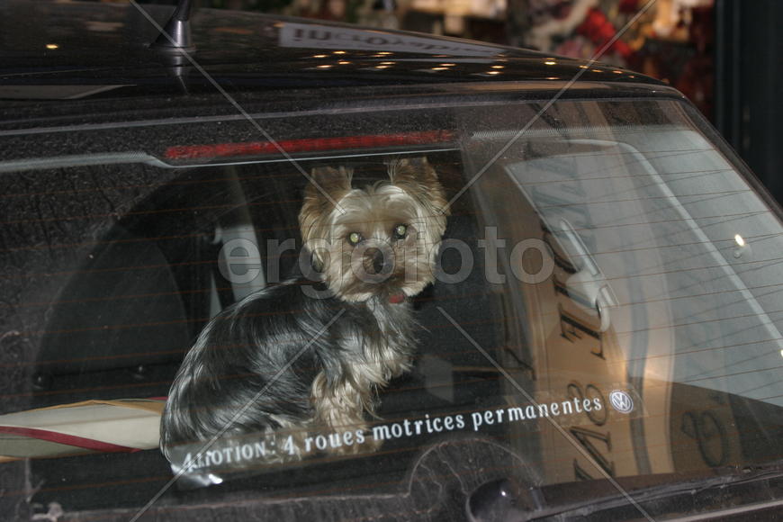 Собака в машине