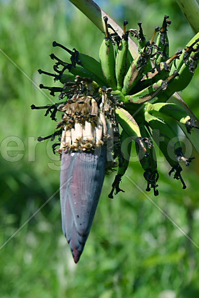 Растения на Бали