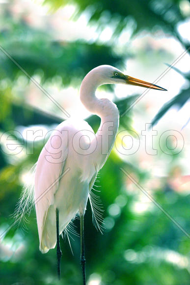 Величественный профиль птицы