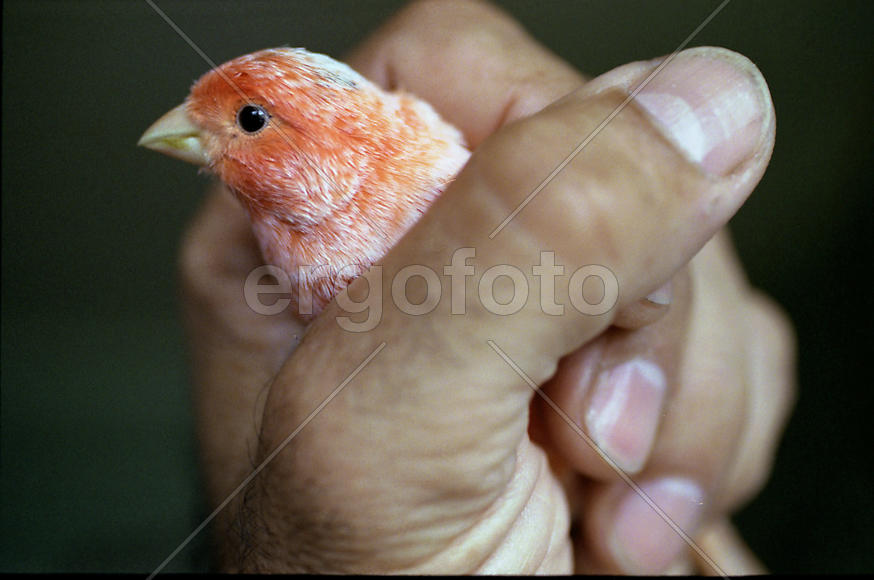 Птица в руках