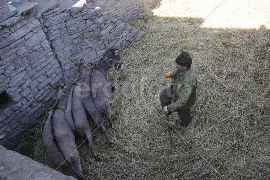 Мужчина и ослики