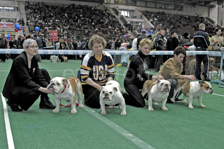 Женщины и собаки