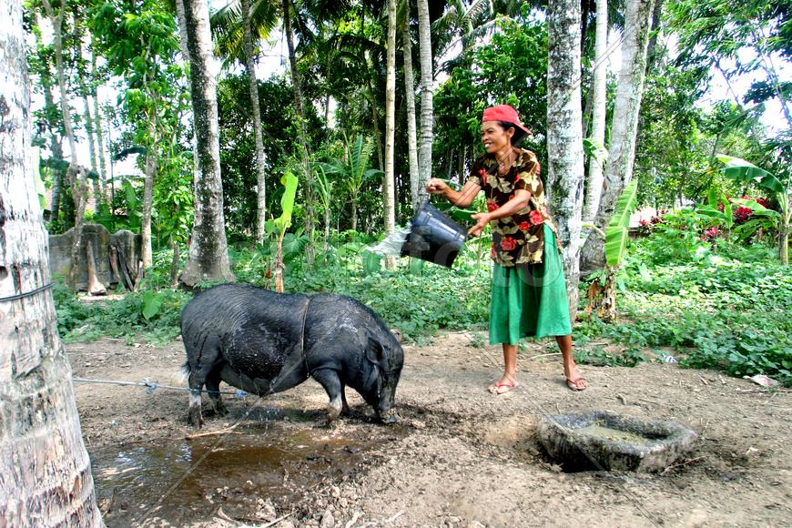 Купание кабана