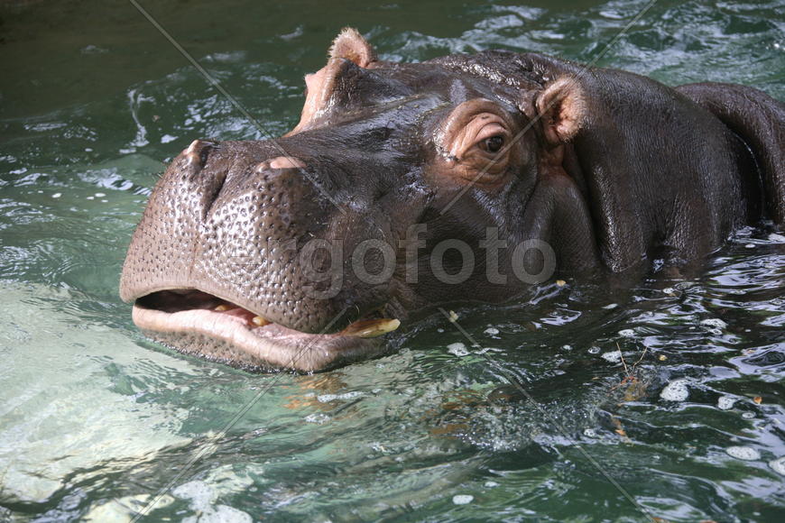 Бегемот плавает