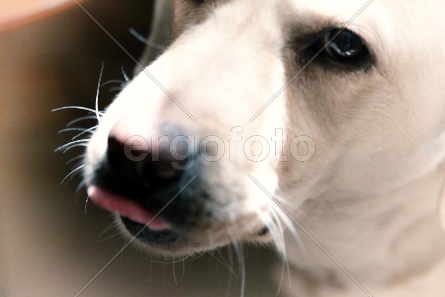 задумчивый лабрадор