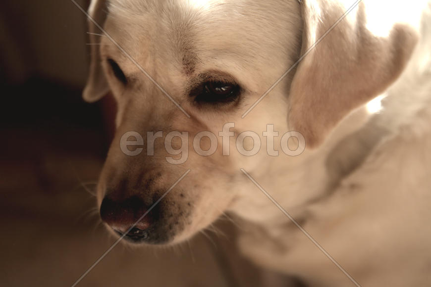 задумчивый лабрадор