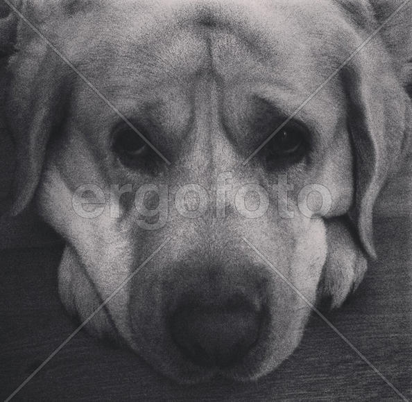 Собачья грусть 