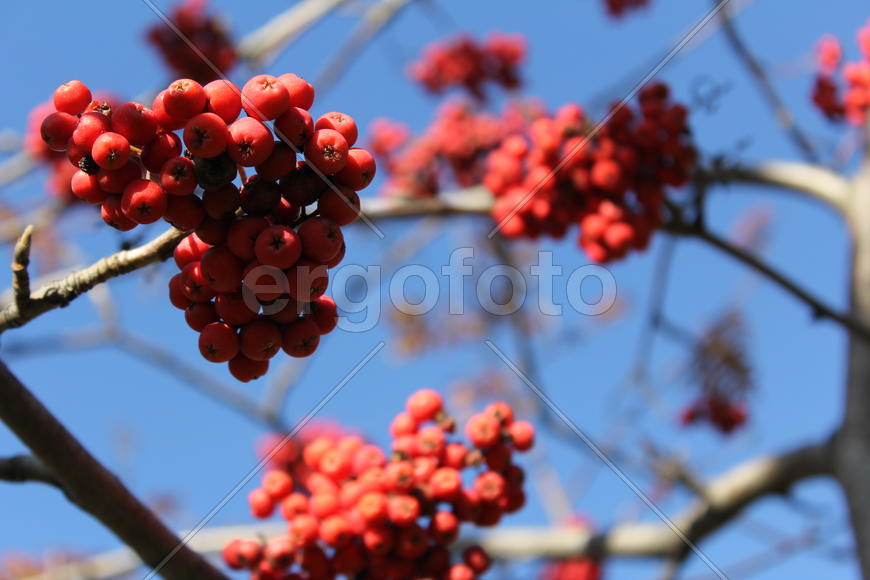 Гроздья рябины