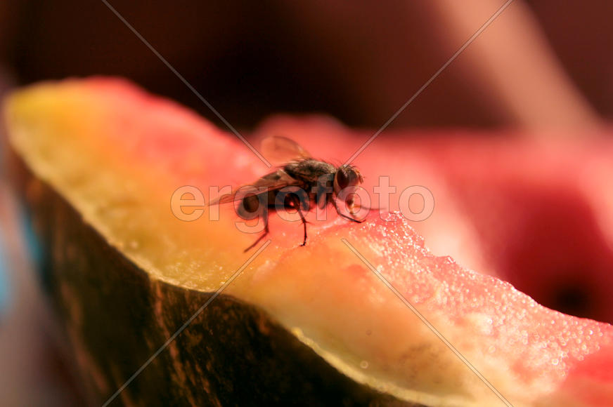 Муха на арбузе