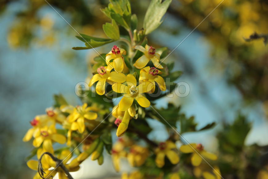 Желтые цветы