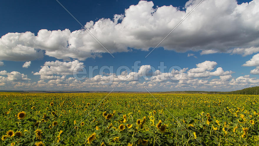 Облака, белогривые лошадки
