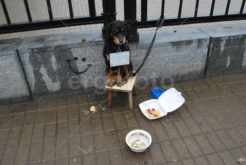 Собака на улице