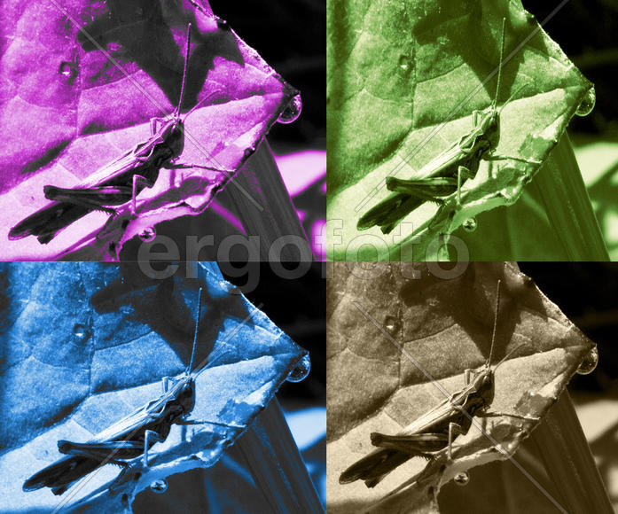 Четыре цвета