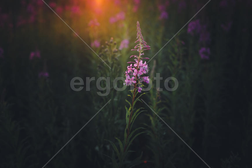 Иван чай на закате