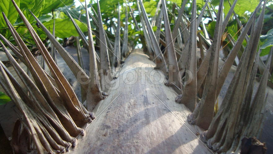 необычный ракурс . ветка пальмы