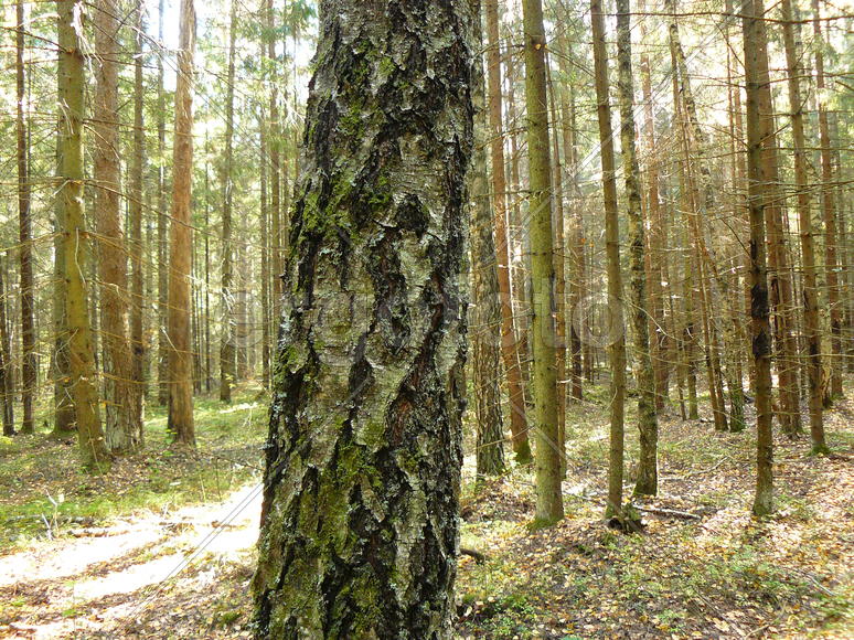 осенний лес