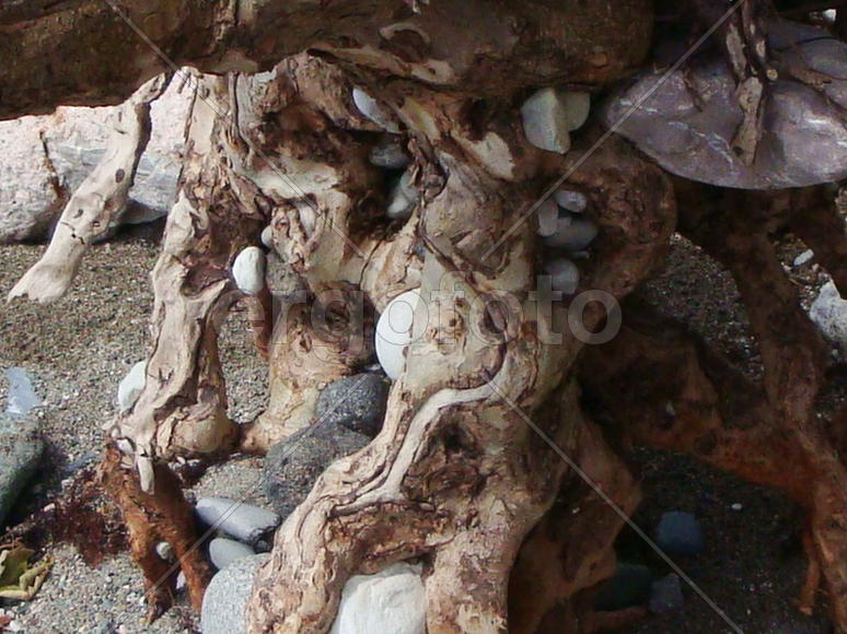 корни могучего дерева