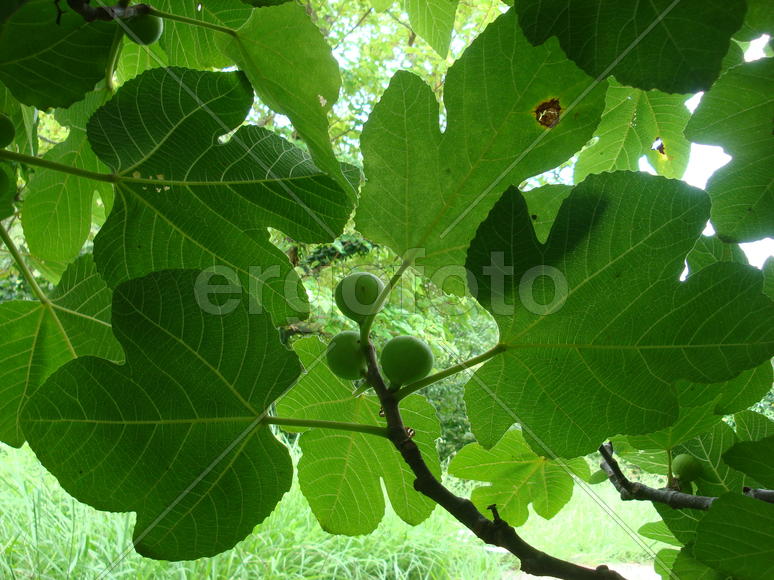 зеленые листья