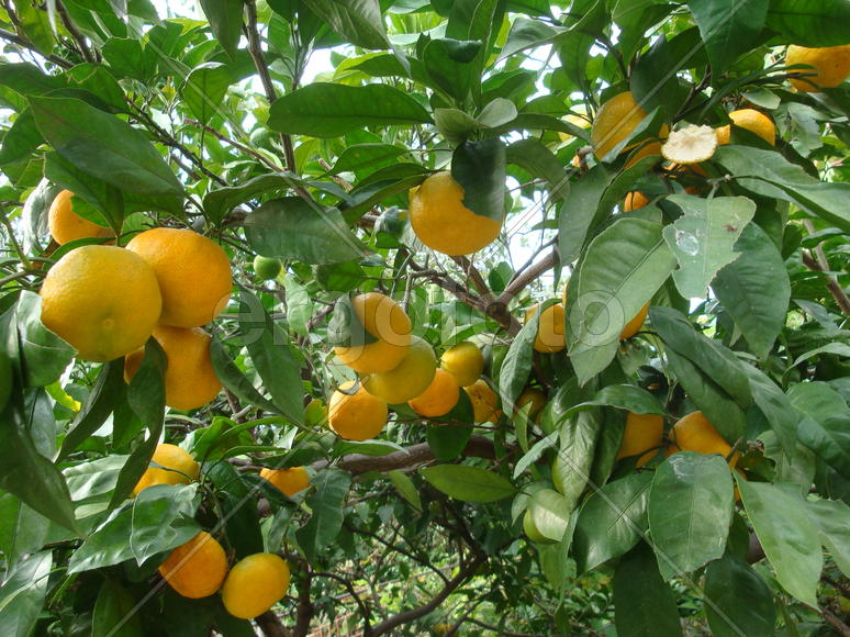 мандарины поспели