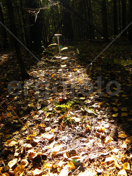 осенний лес