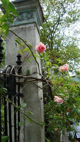 розы обвивают колонну