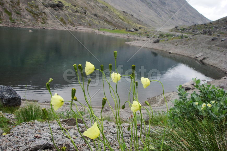 горные цветы альпийские маки