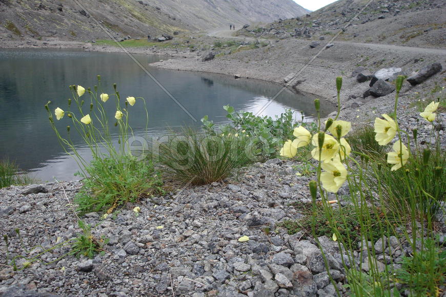 горные цветы