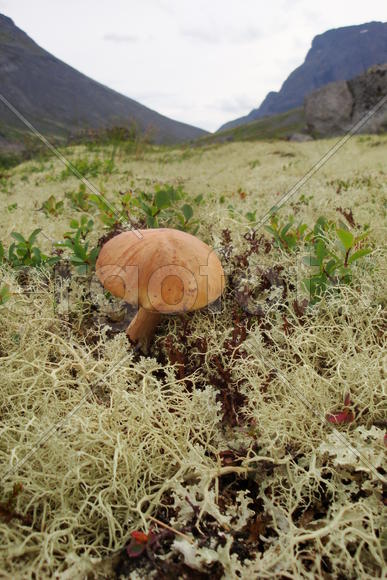 одинокий гриб в горах
