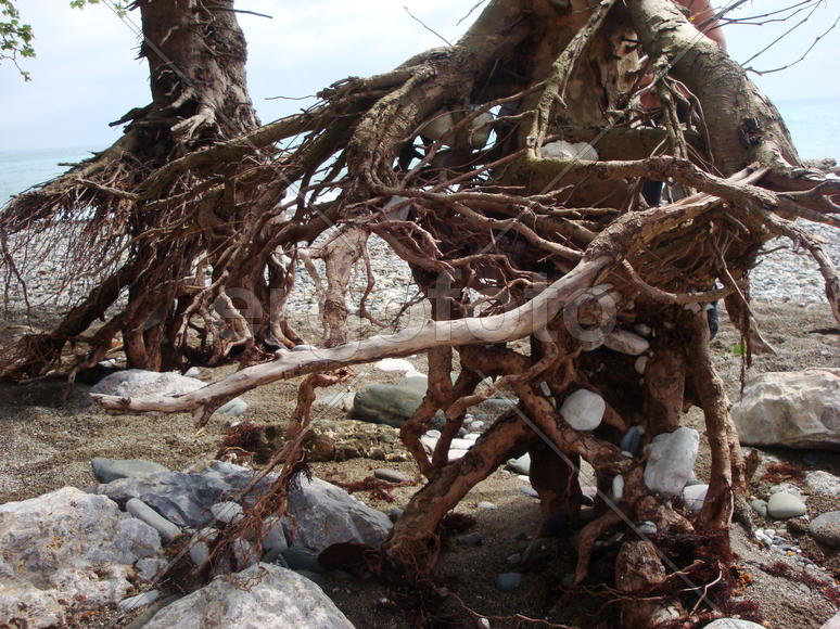 коряга у моря