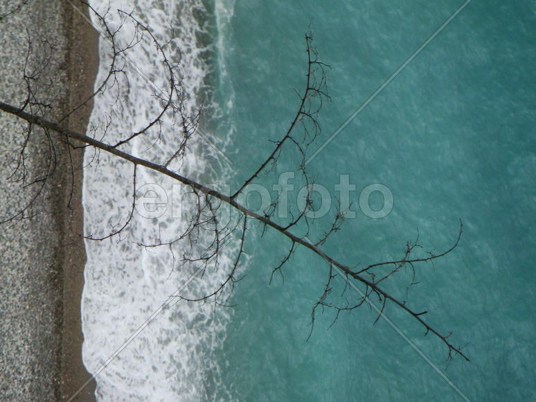 ветка на фоне моря