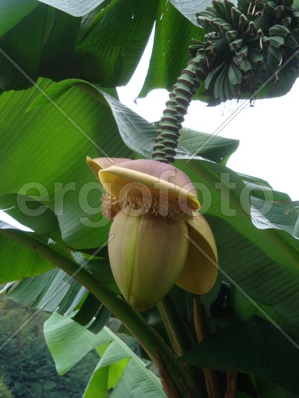 банановое дерево