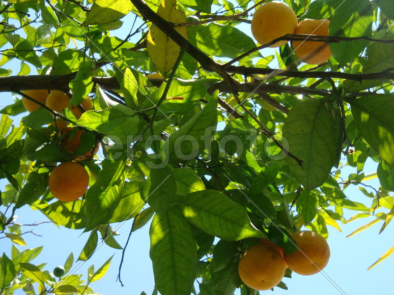 абрикосовое дерево