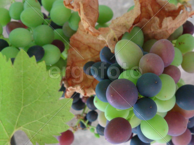 виноградная гроздь