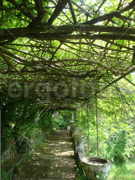 тропа в зарослях