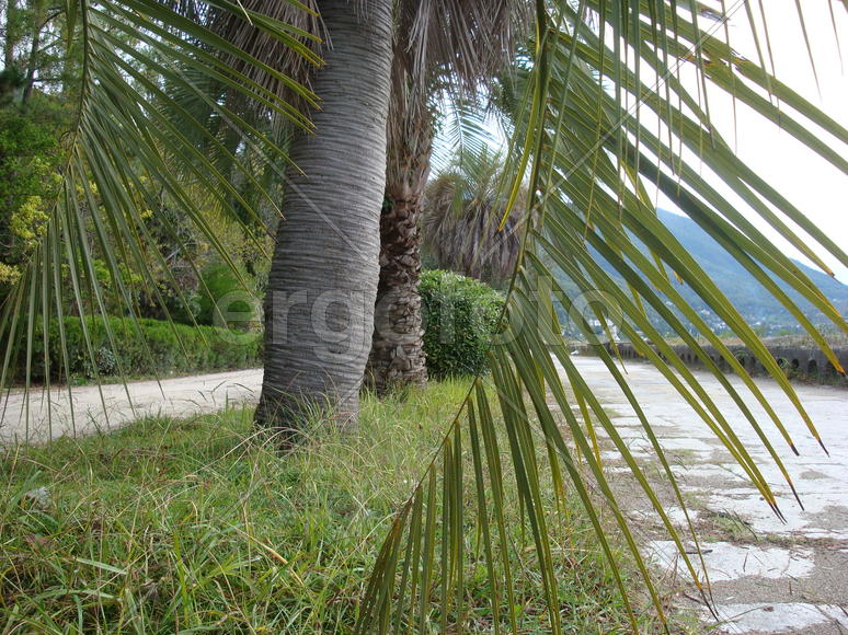 пальмовая ветвь