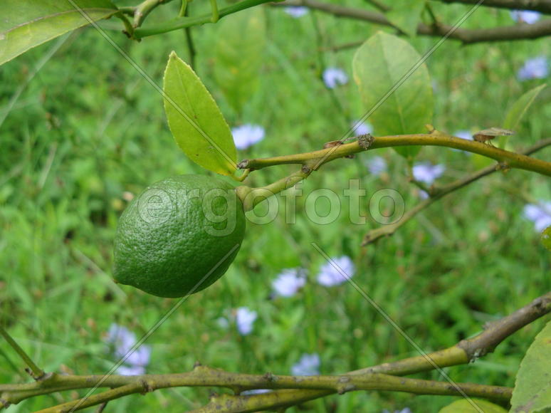 зреет фрукт