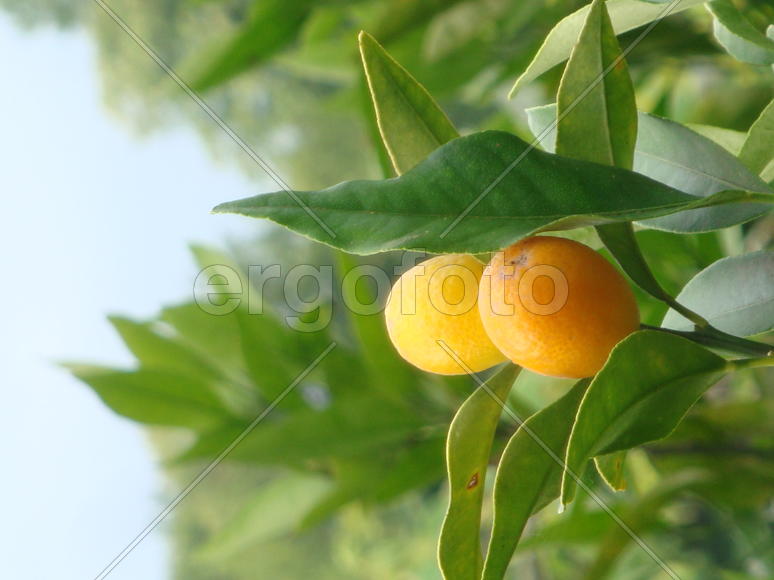 абрикосы поспели