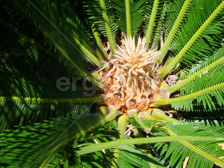 экзотическое растение